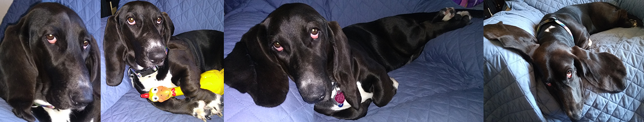 various shots of a black basset hound