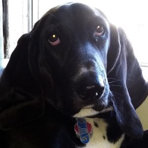 black basset hound