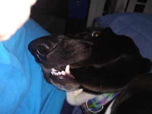 black basset hound biting ear