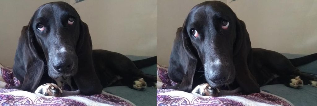 two pictures of black basset hound, rolling eyes