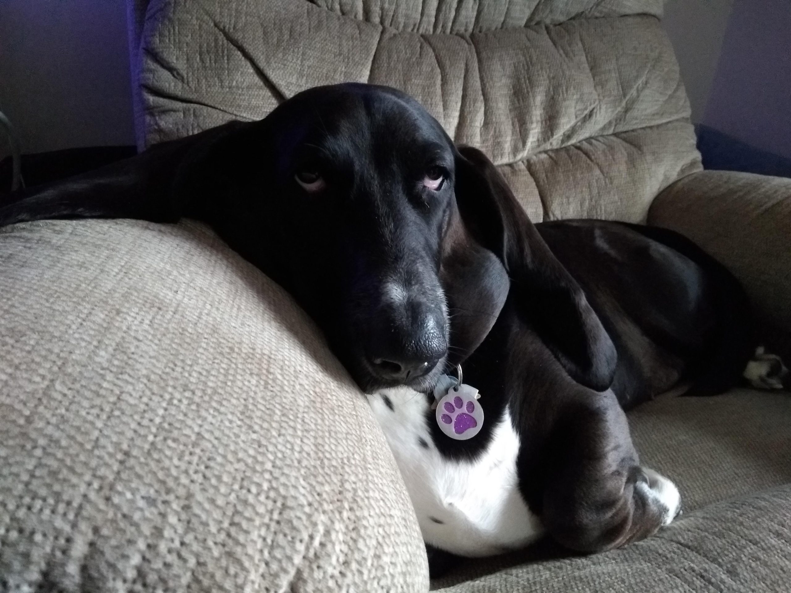 black basset hound looking at you, sleepily/annoyed