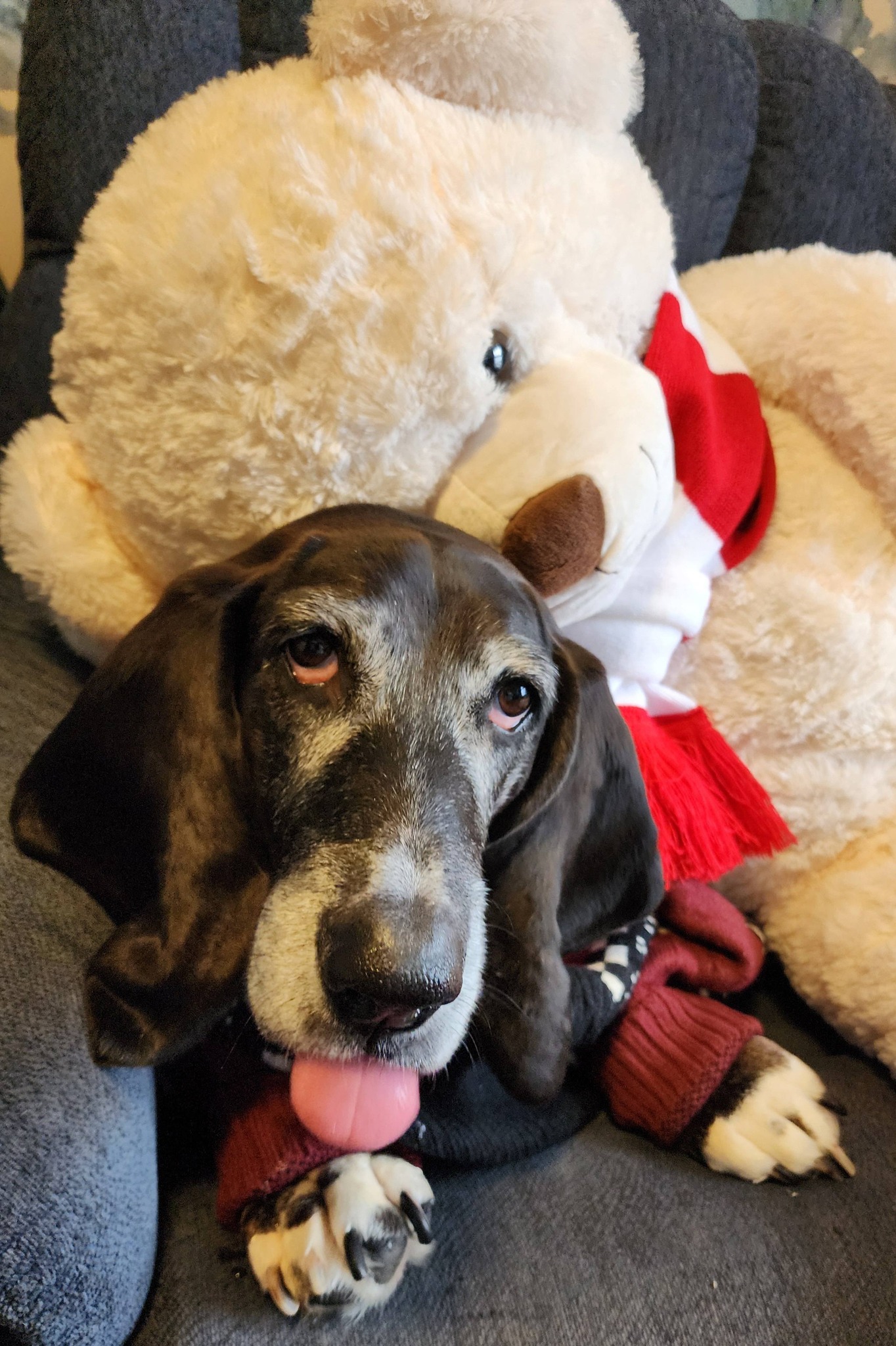 black basset hound under giant stuffed white teddy bear; the hound is sticking its tongue out 