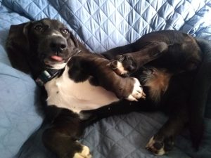 black basset hound
