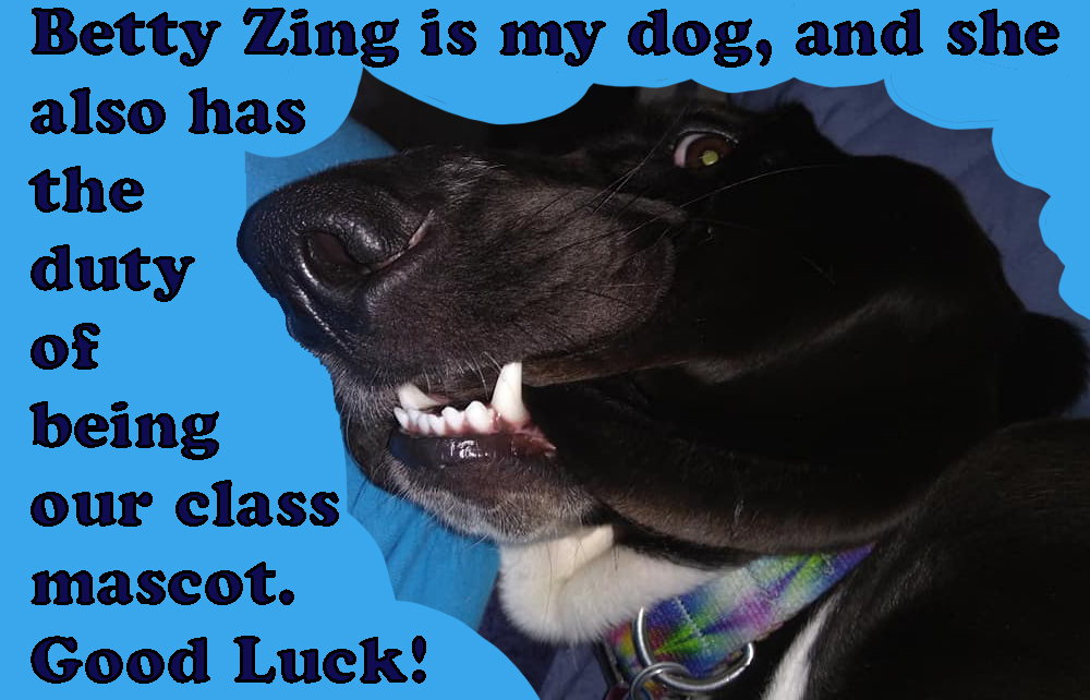 black basset hound biting ear: Betty Zing is my dog, and she also has the duty of being our class mascot. Good Luck!