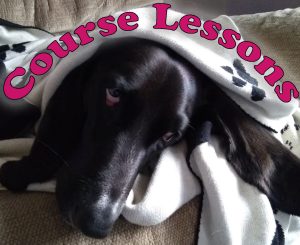 sleepy black basset hound: course lessons