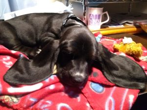 black basset hound puppy