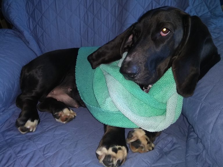 black basset hound in green scarf