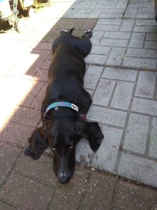 flat black basset hound