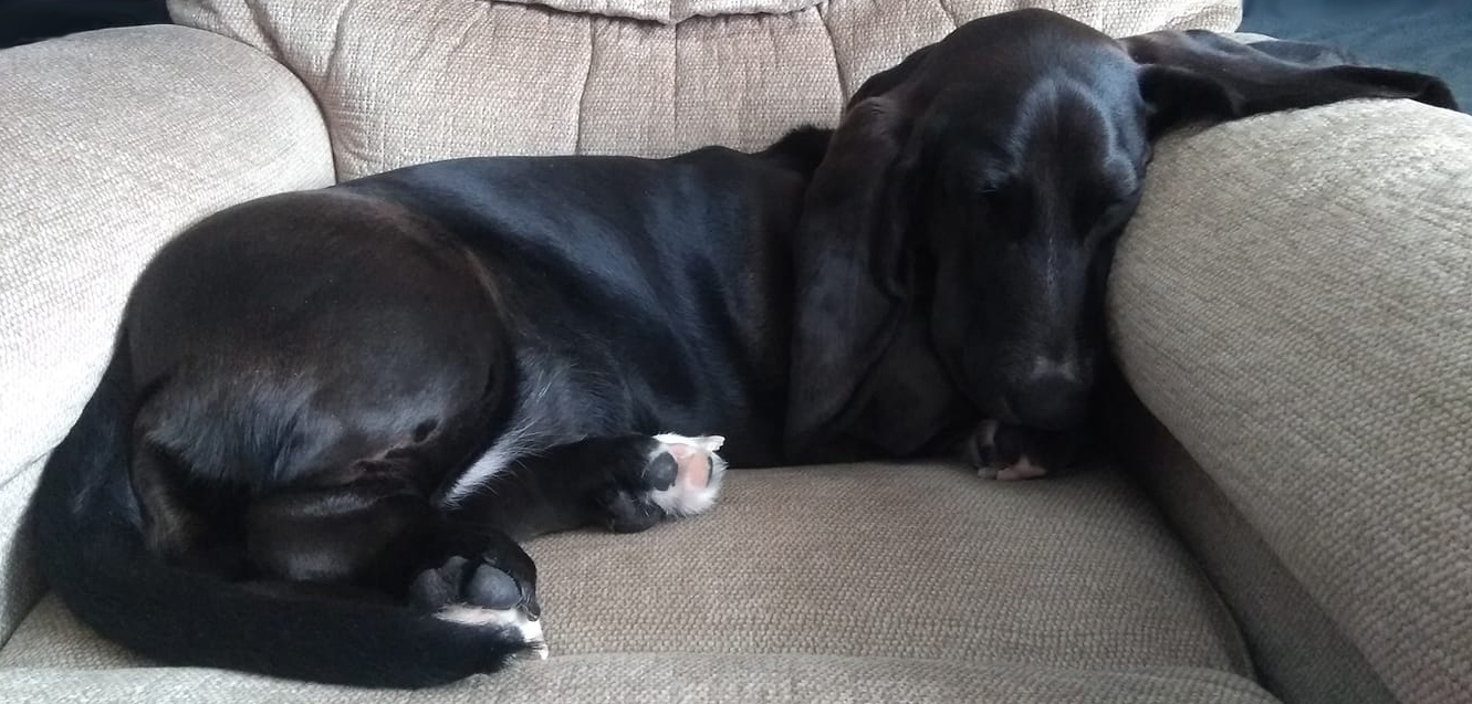sleeping black basset hound in chair