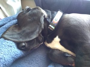 sleeping black basset hound with ear over eye