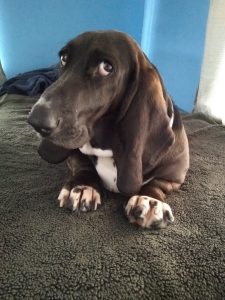 black basset hound giving you the look