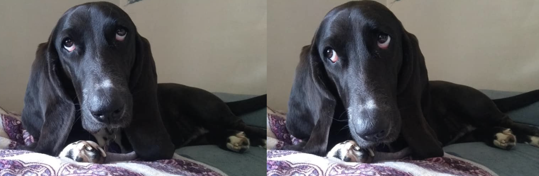 two pictures of black basset hound rolling eyes