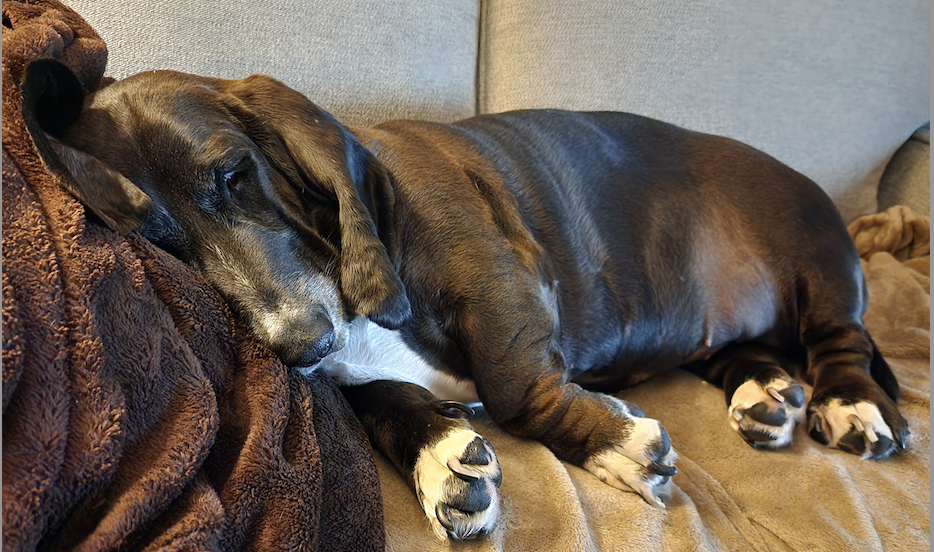black basset hound sleeping on a couch